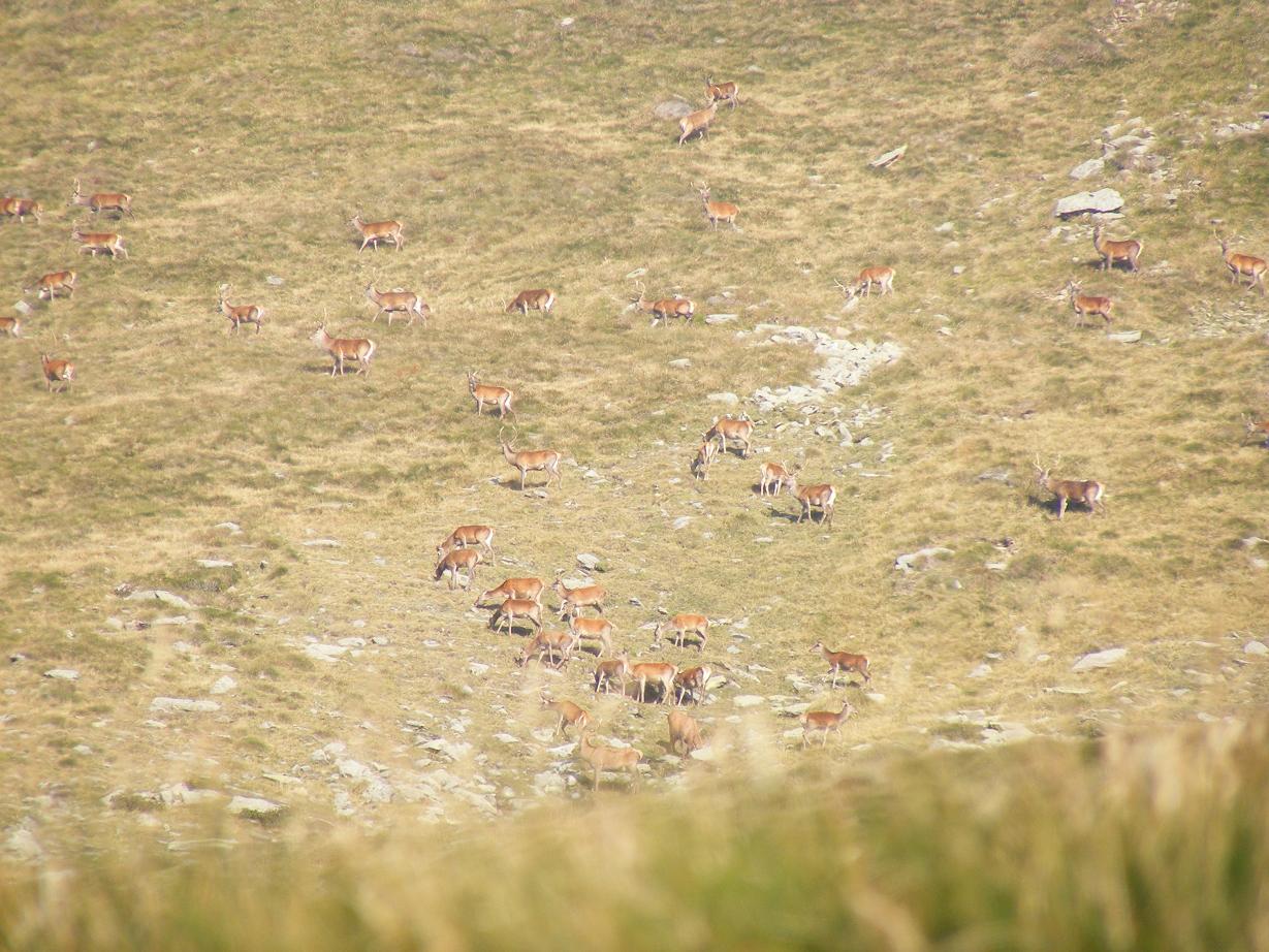 PASSIONE PER IL CERVO